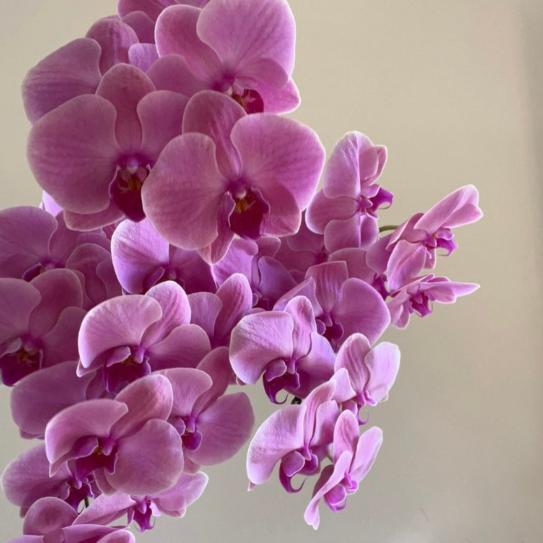 Phalaenopsis Orchids