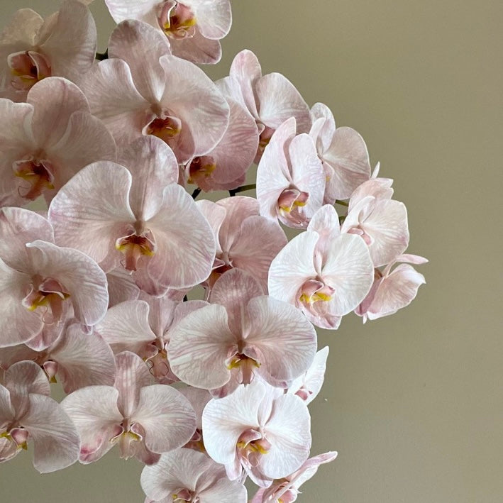 Phalaenopsis Orchids
