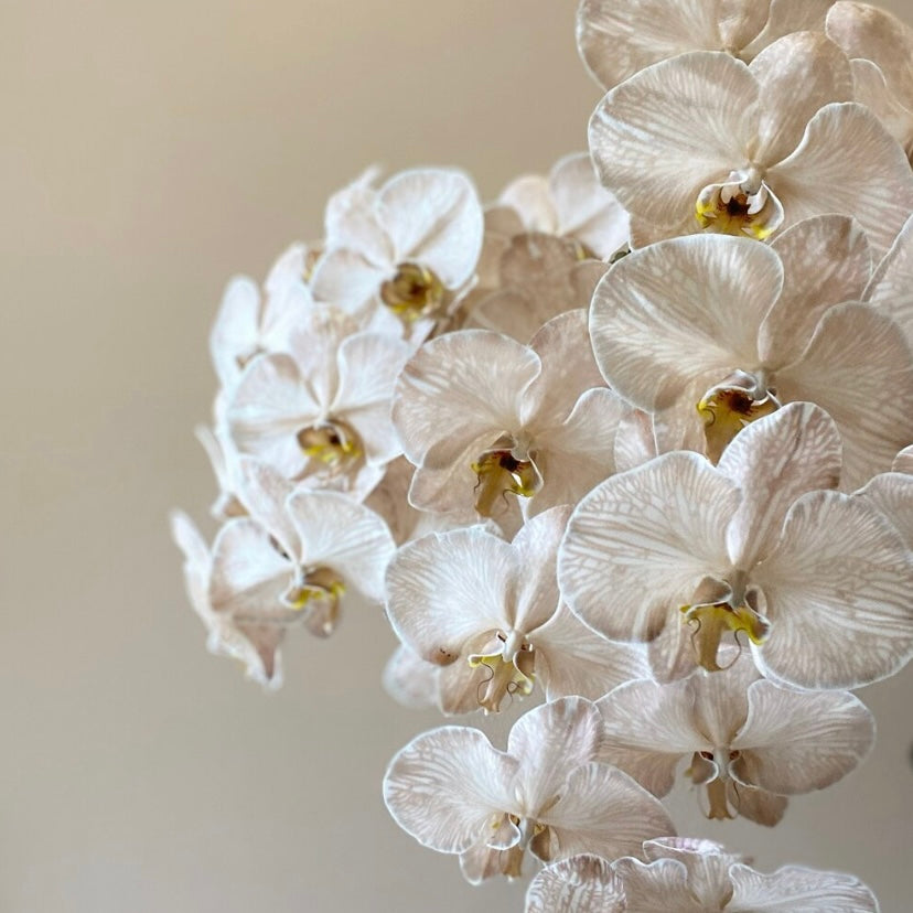 Phalaenopsis Orchids